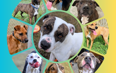 Spring Adoption Event