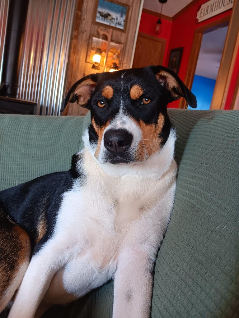 Volunteer for Shelter Doggie Day Out