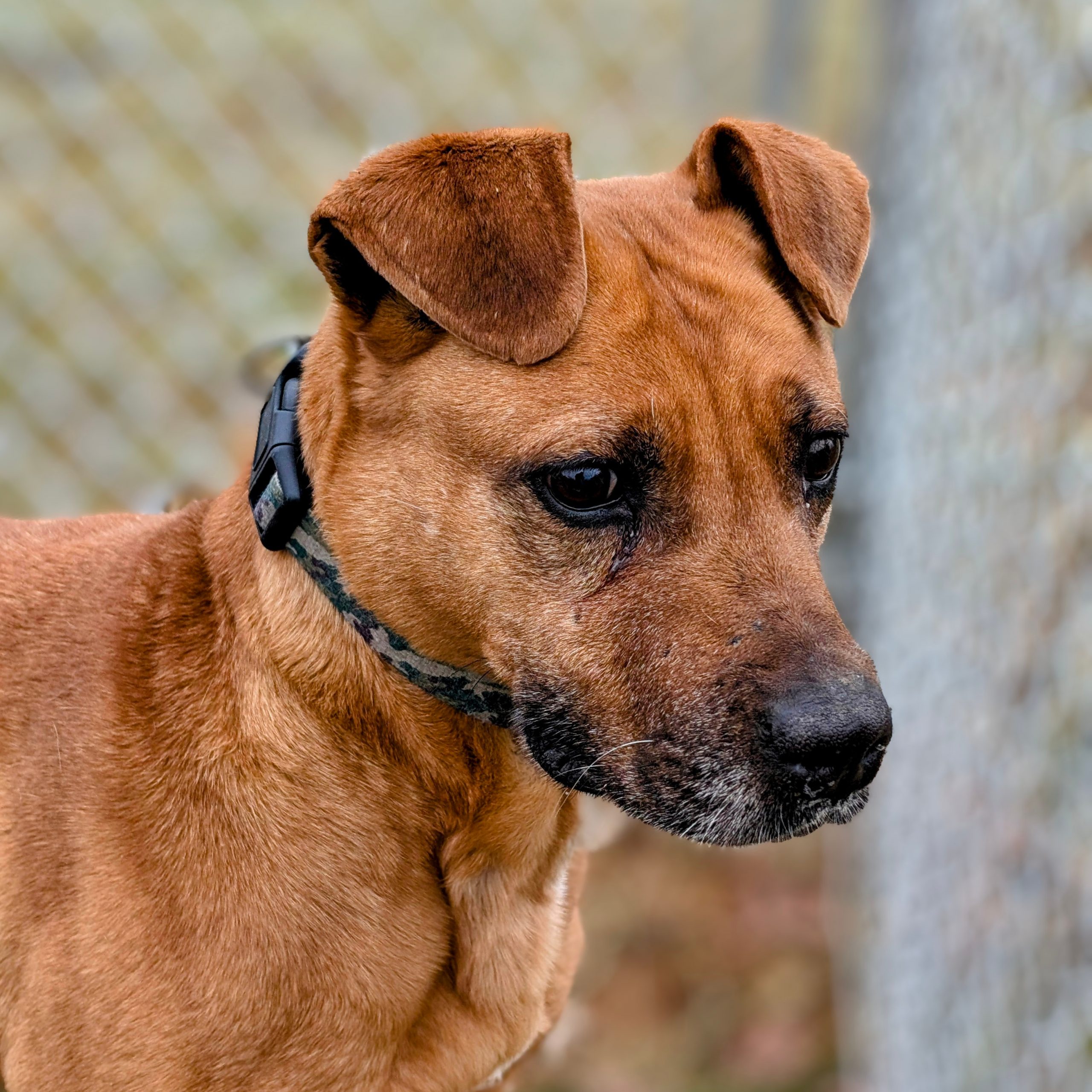 Girlz - Adoptable Dog