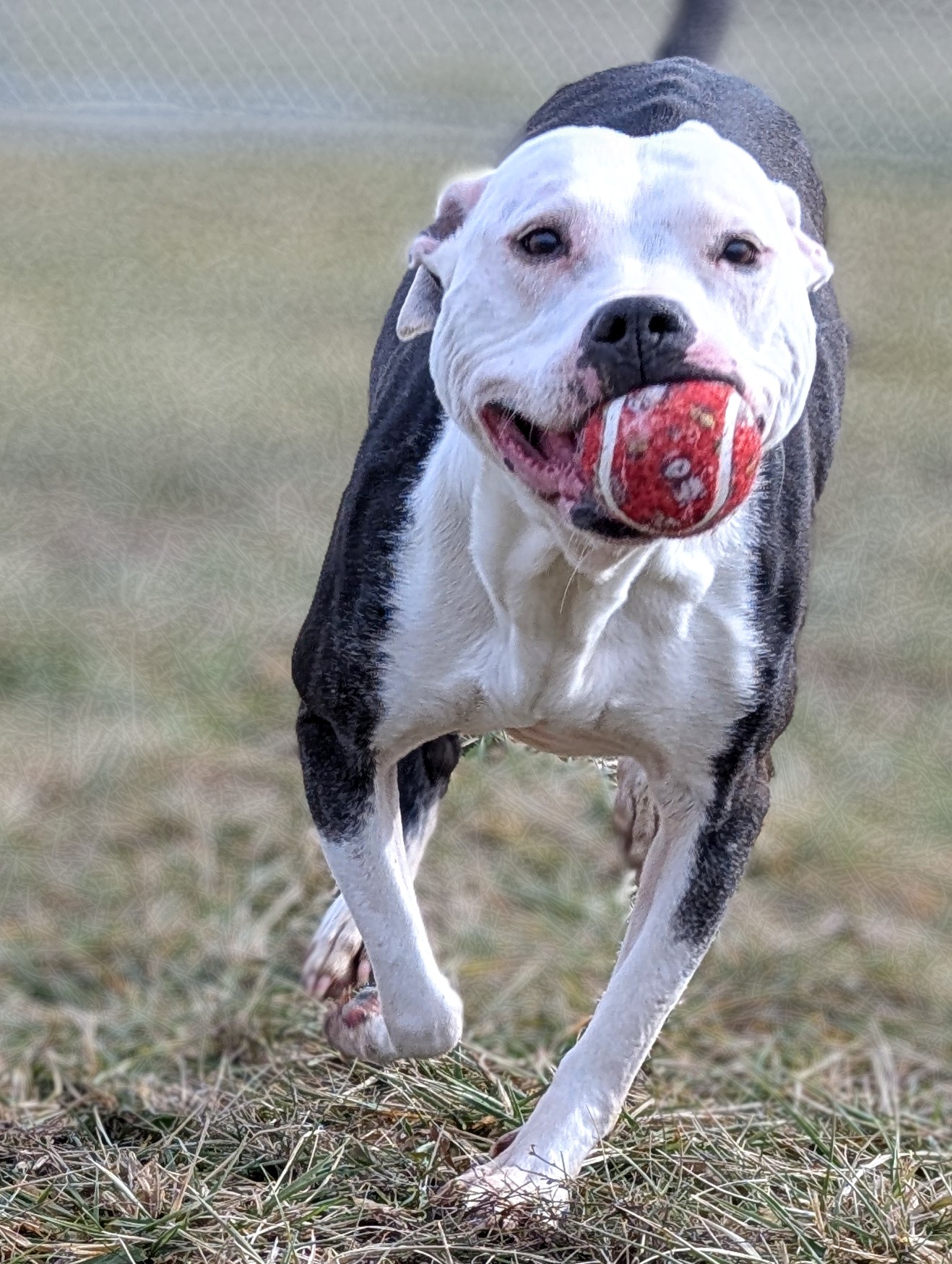 Volunteer to Exercise Dogs at Henry Trimble Animal Shelter