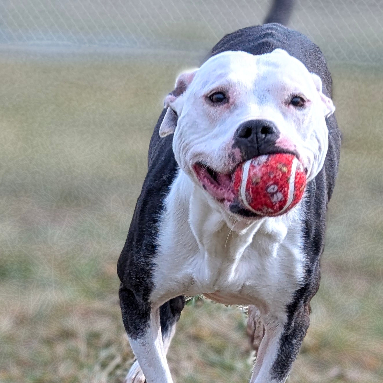 Nova - Pitbull for adoption