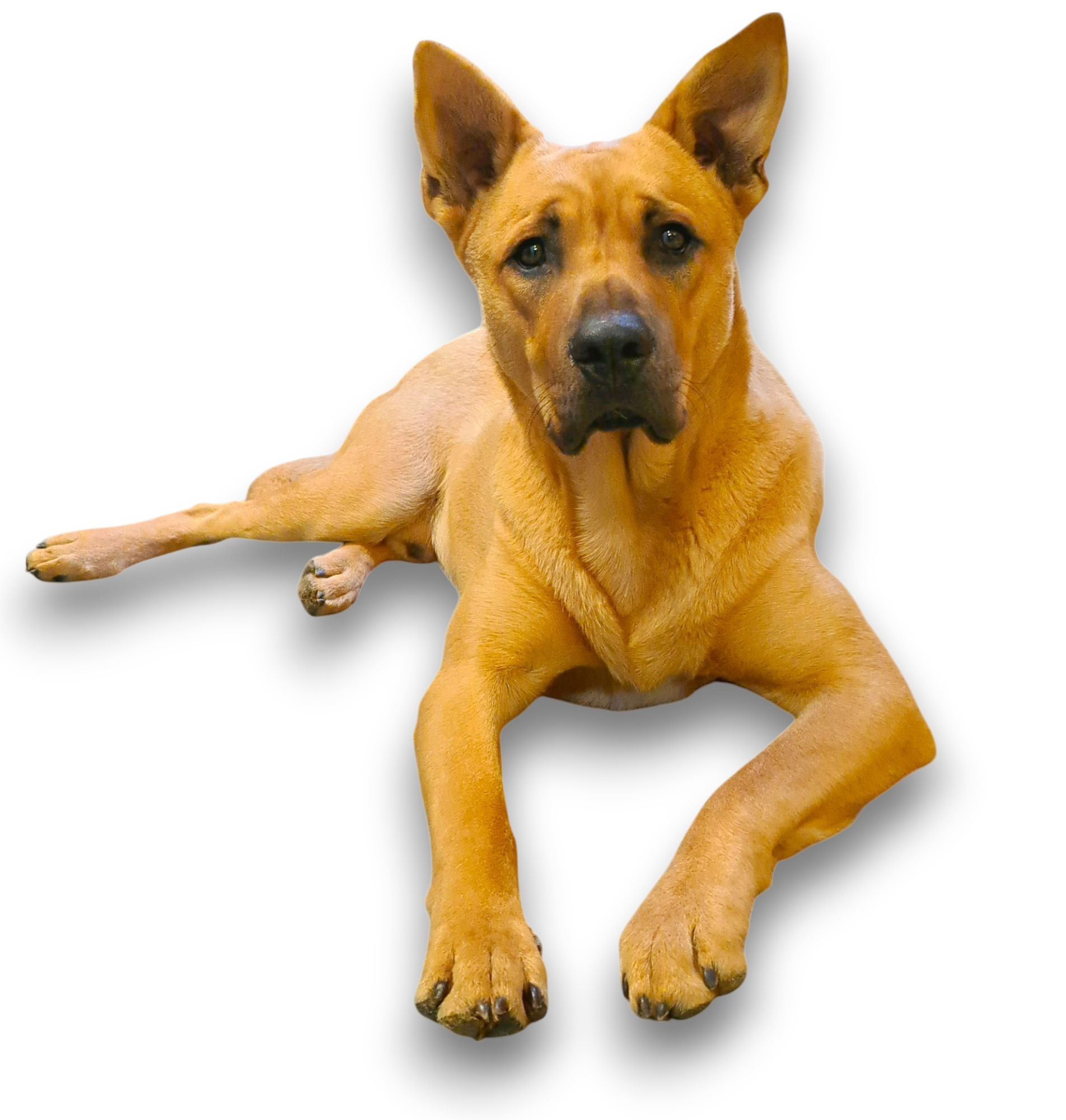 blackmouthcur-Photoroom