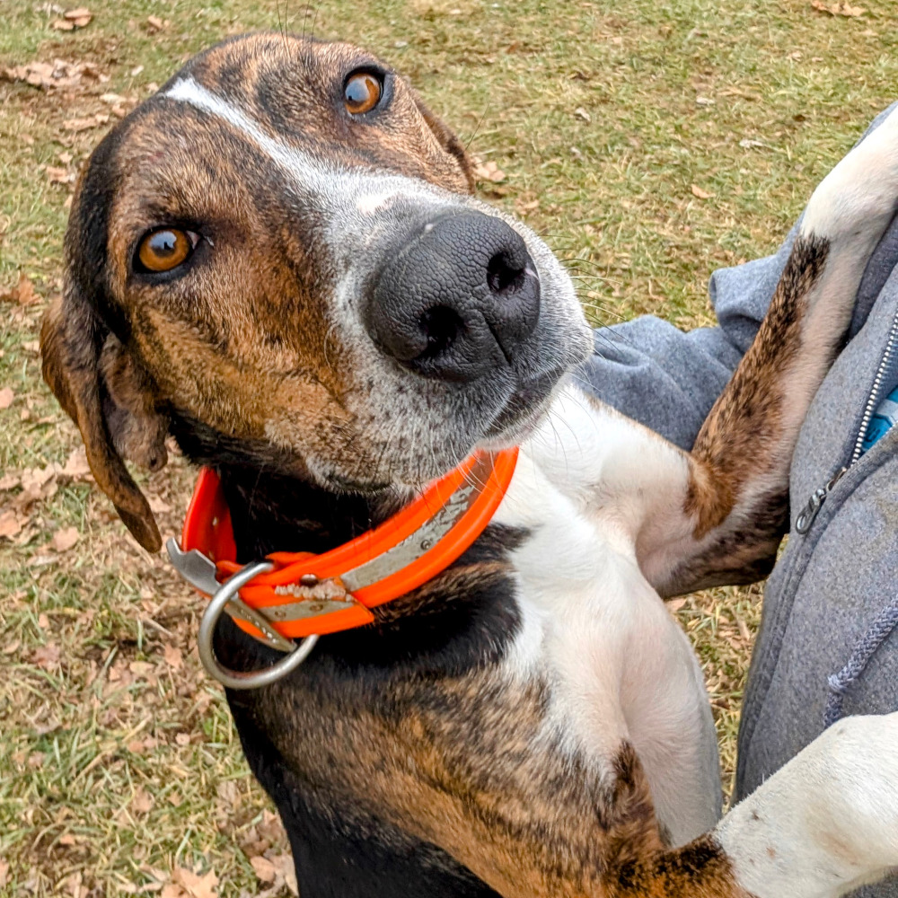 Conner - Tree Walking Coonhound for adoption