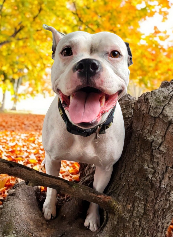 Volunteer for Shelter Doggie Day Out