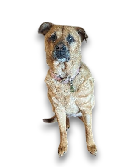 Henry Trimble County Animal Ordinances and Dowloads