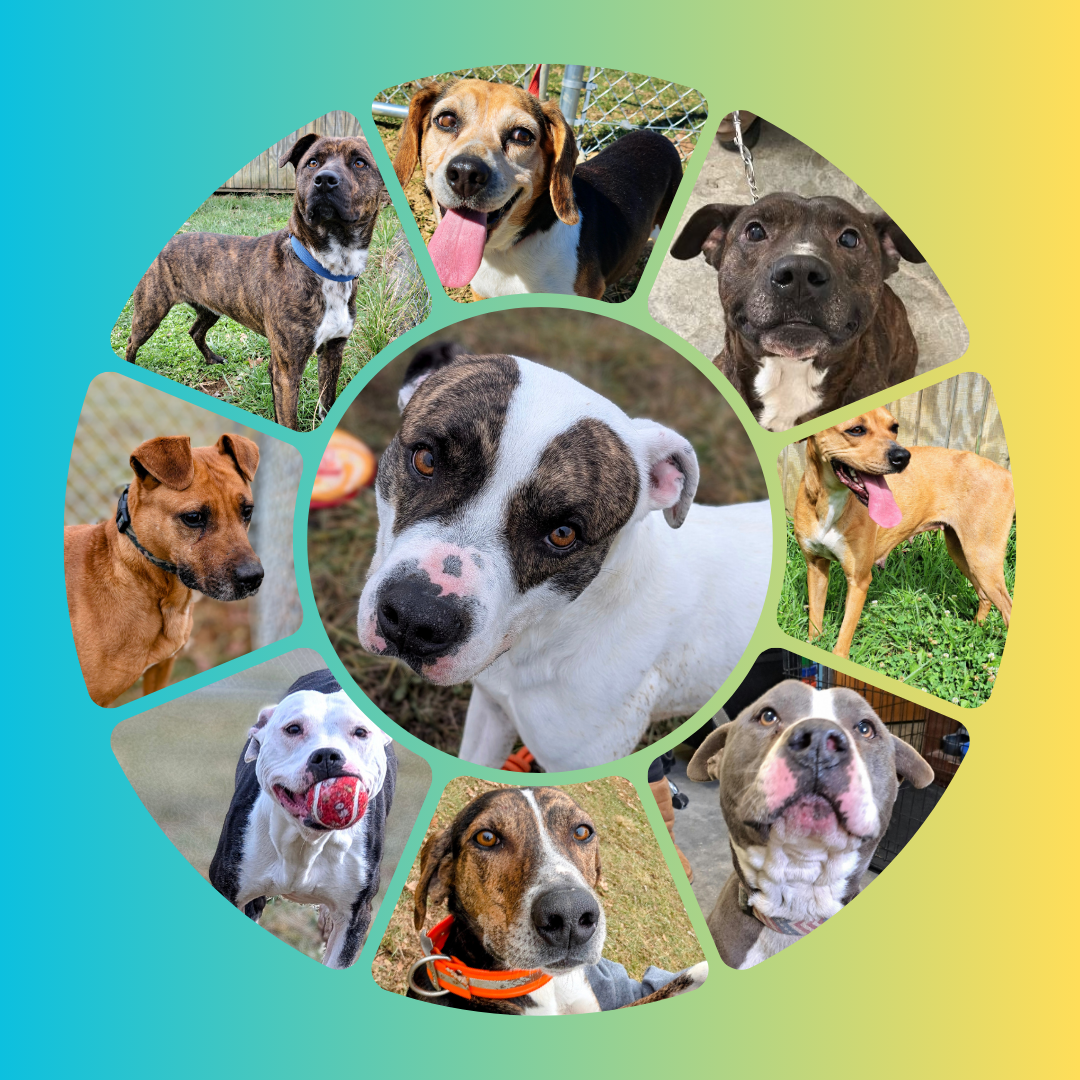 Spring Dog Adoption Event LaGrange Kentucky