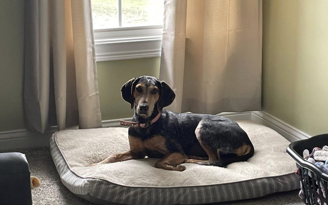 Adoption Event: Tractor Supply in LaGrange, Ky
