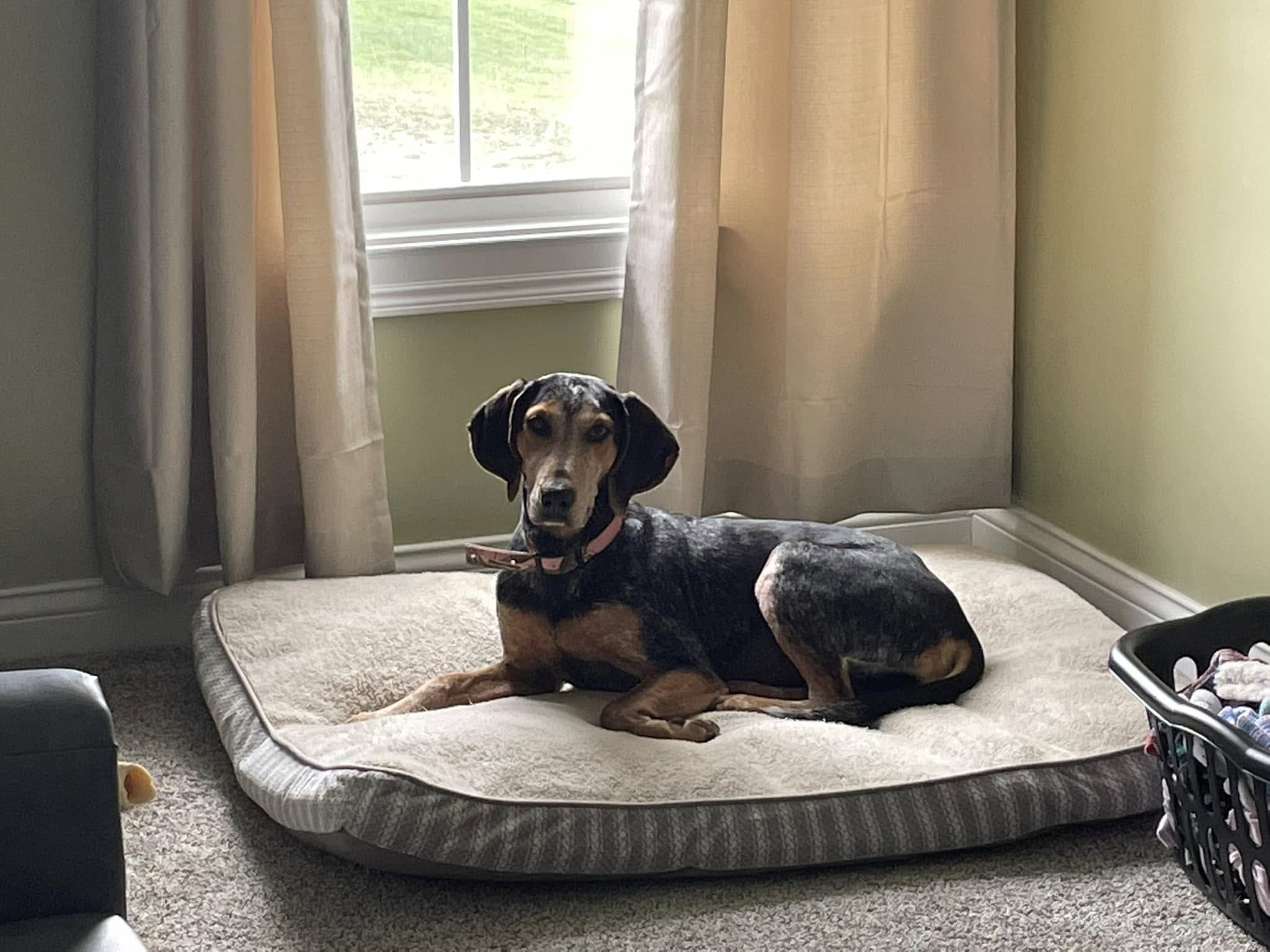 Delilah - Black and Tan Coonhound mix for adoption at Henry Trimble Animal Shelter