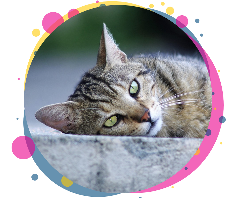 Trap Neuter Release Cat Program for Henry County Kentucky