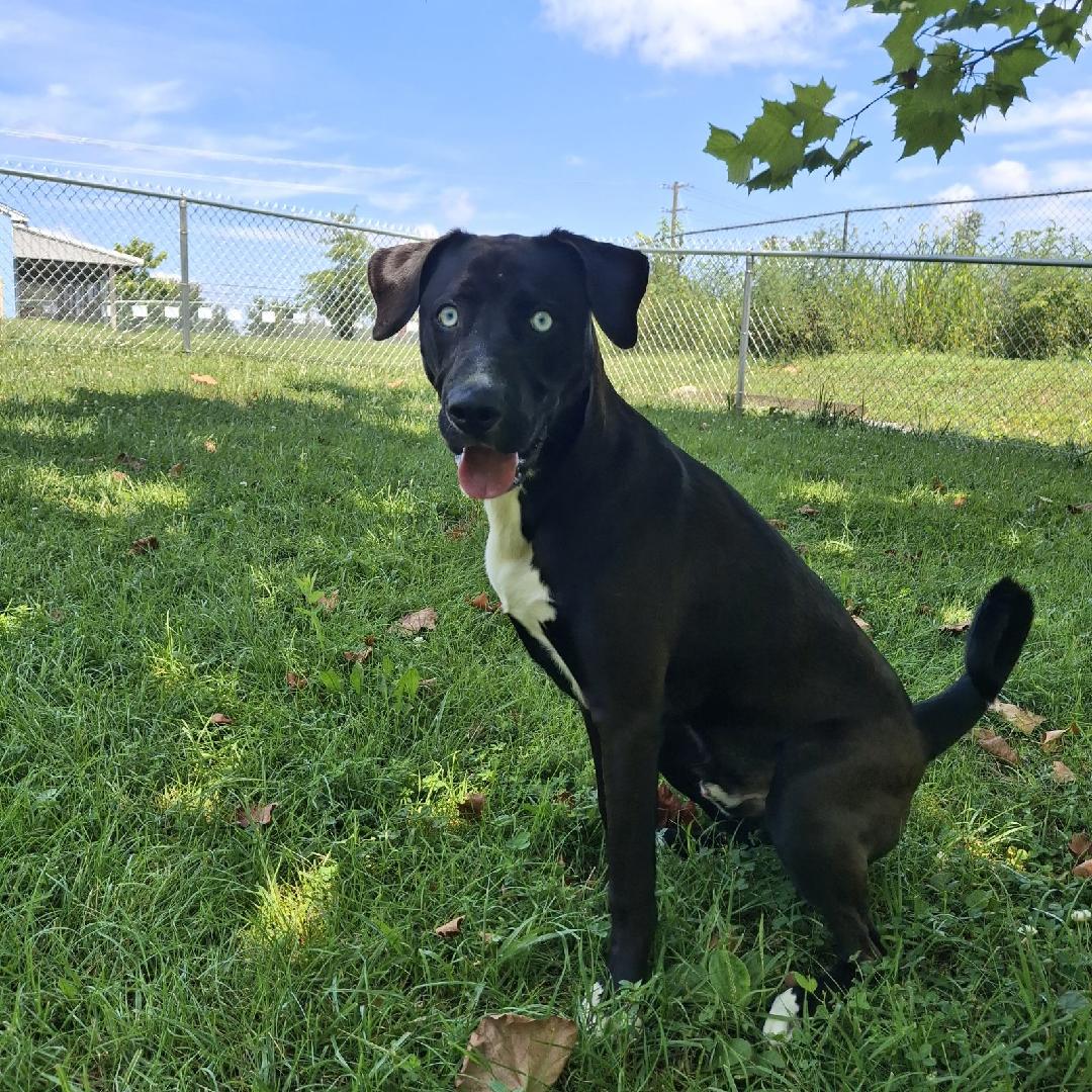 Nova - Pitbull for adoption