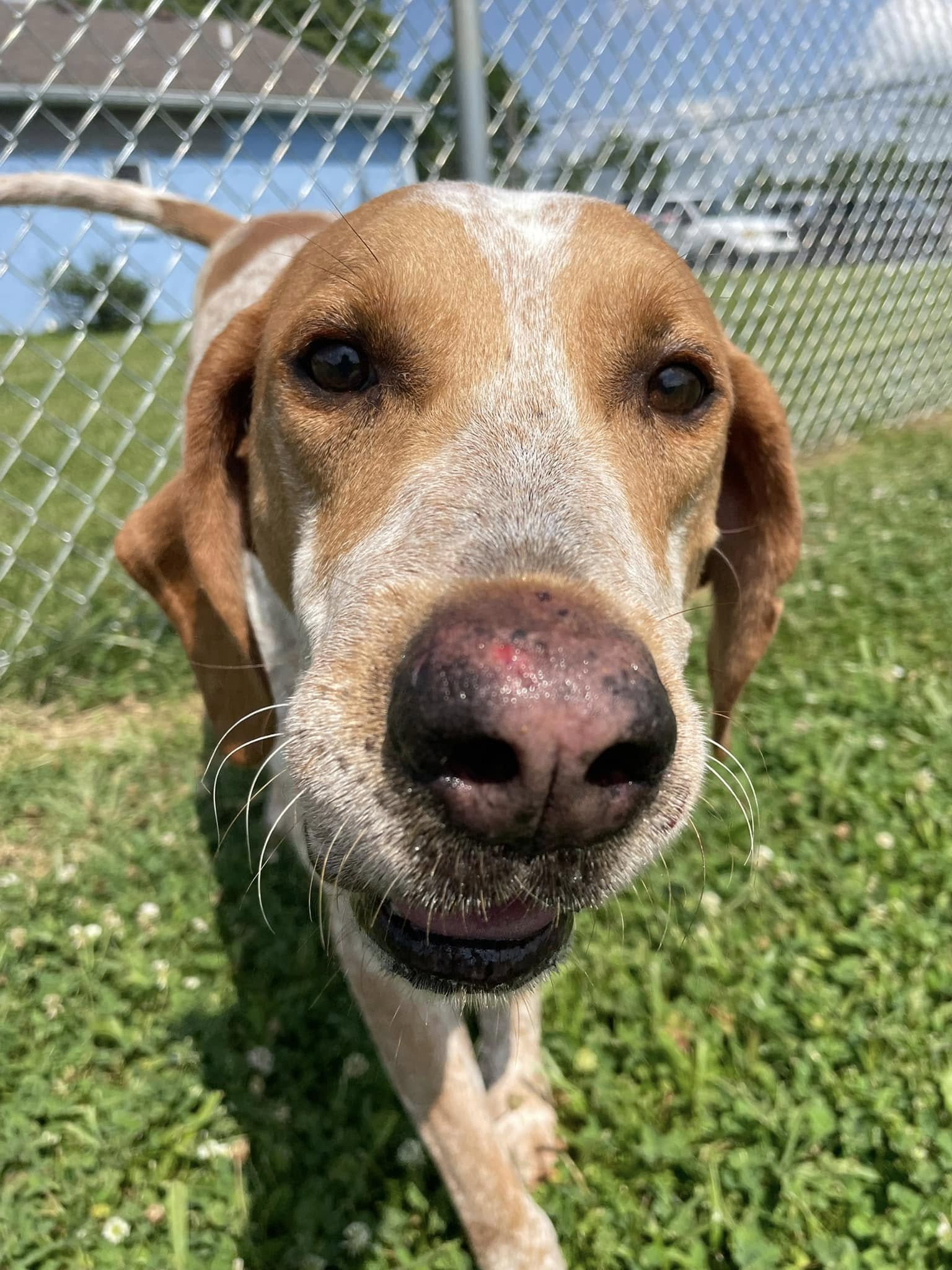 Conner - Tree Walking Coonhound for adoption