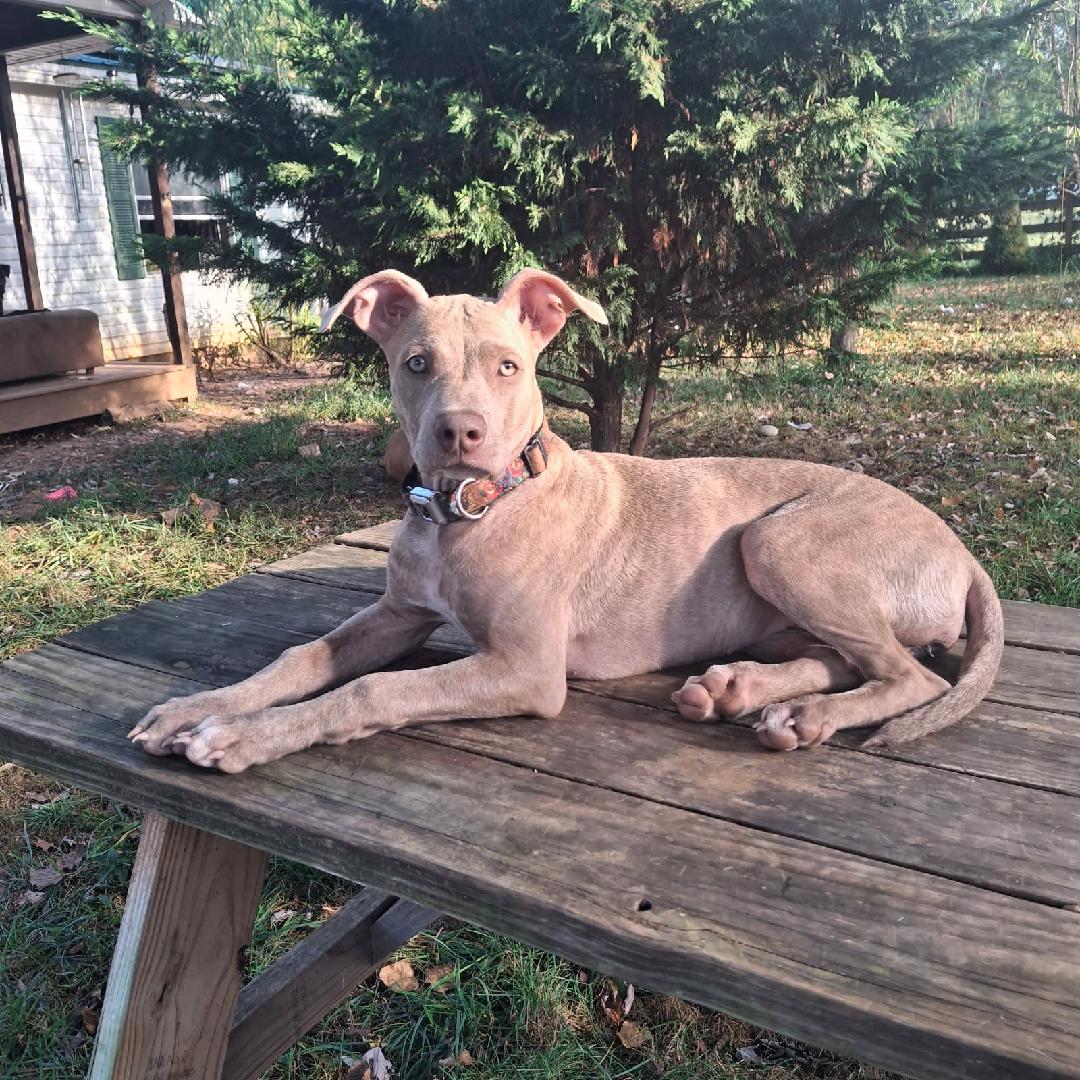 Conner - Tree Walking Coonhound for adoption