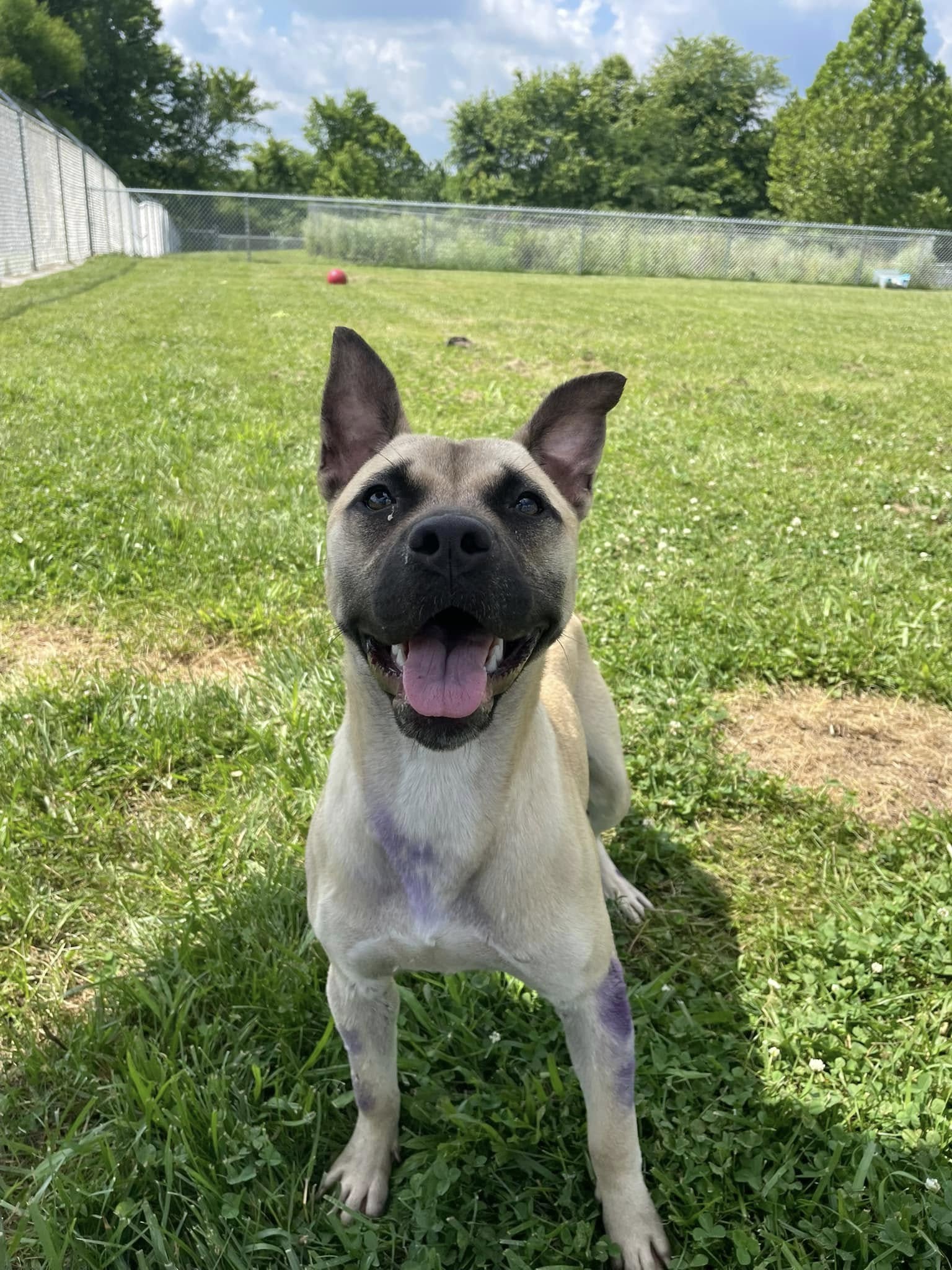 Conner - Tree Walking Coonhound for adoption