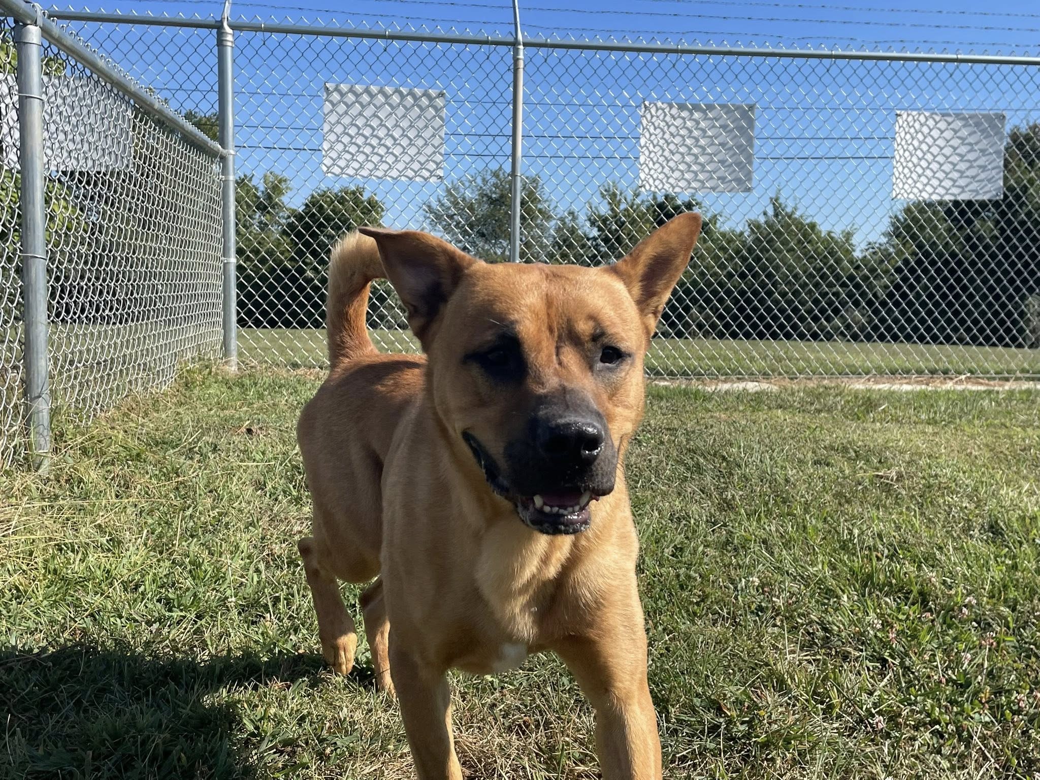 Sweet Pea - 5 year old boxer mix looking for her forever home. 