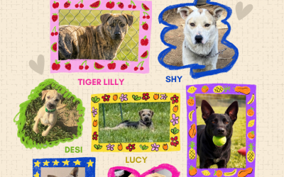 Hammer’s Lou Adopts